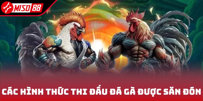 Các hình thức thi đấu đá gà được săn đón