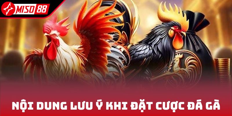 Nội dung lưu ý khi đặt cược đá gà