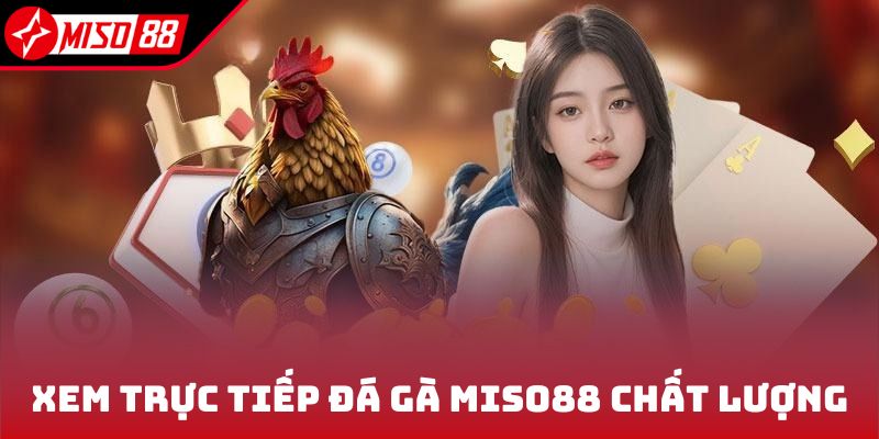 Xem trực tiếp đá gà Miso88 chất lượng